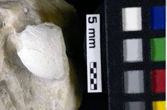 Foto (Detailansicht) von Jurellana tithonia (Schweitzer & Feldmann, 2010) (NHMW-GEO-1990-0041-0068)